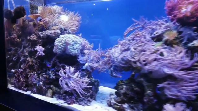 К посещению обязательно. Кто такой аксолотль? смотреть онлайн