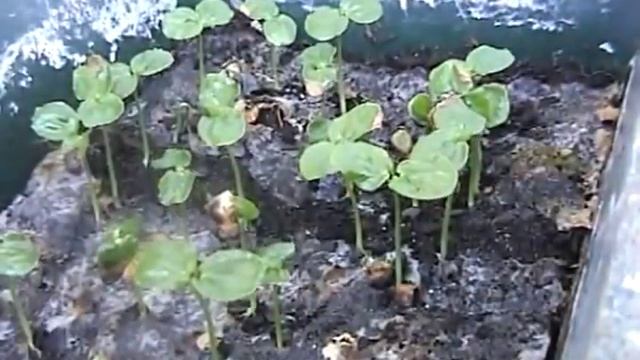 maracuja passiflora edulis смотреть онлайн