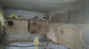 Несколько вариантов разведения корелл.