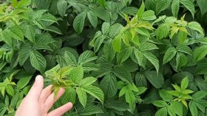 Промышленное выращивание малины, тонкости и нюансы.