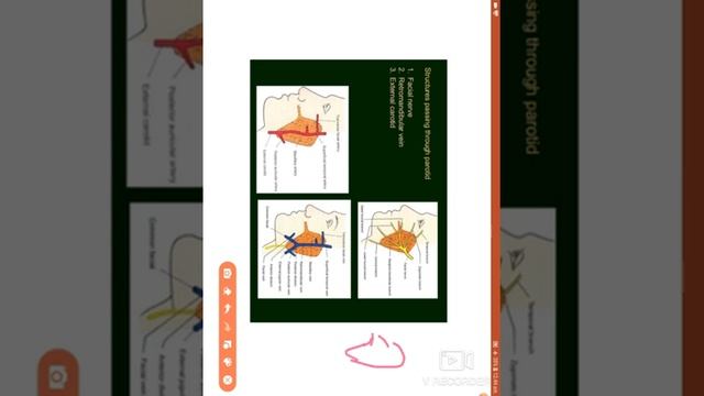 16 05 2020 Anatomy Parotid Gland, 1st B Sc & DMLT