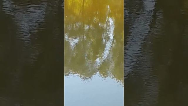 Ловля Головня на реке Северский Донец , город Изюм.Часть 3. смотреть онлайн