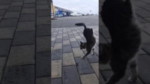 Чеченский котик-акробат