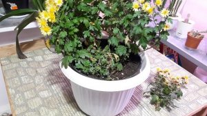 Как сохранить Хризантему зимой? Фузариозное и Вертициллезное увядание- чем обработать?