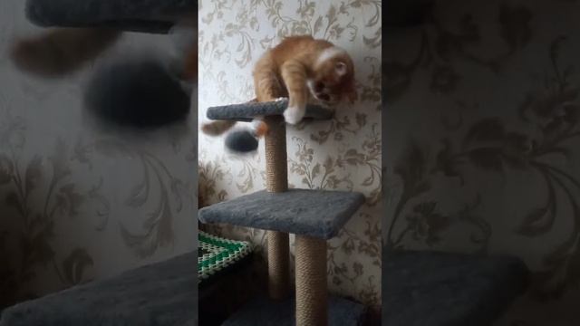 Смешной кот                #shorts