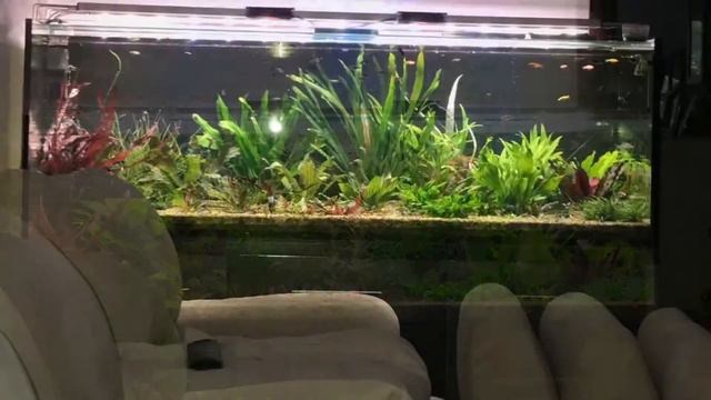 Мой аквариум. С чего все начиналось смотреть онлайн