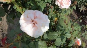 Обзор  роз из частного питомника от Николая Николаевича