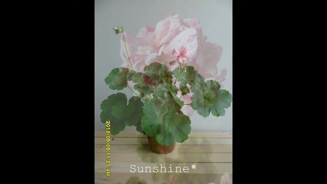 40.Dylan Cherone 딜런 셔론 Pelargonium смотреть онлайн