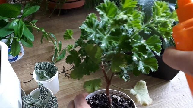 Срочно делаю это, если герань/пеларгония выгорела на солнце ??? смотреть онлайн