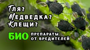 БИОпрепараты от садовых вредителей Актарофит и Биосектин