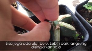 Cara Grafting Astrophytum Caput Medusae
