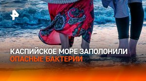 Каспийское море превратилось в рассадник опасных бактерий / РЕН Новости