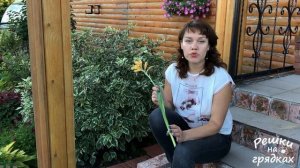 Гладиолусы когда выкапывать | Как хранить луковицы гладиолусов