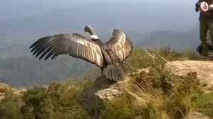 Кондор после длительного лечения выпущен на свободу.