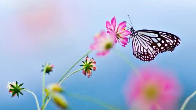 sleep music# музыка сон #фортепиано# релакс анти стресс смотреть онлайн