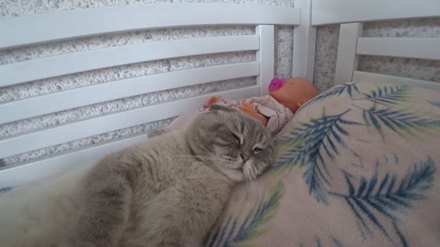 Маша нажаловалась на котика Кевина. А еще Кевин не хочет идти на огород