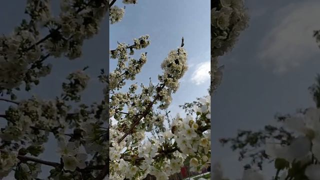 Цветущая черешня 2022 смотреть онлайн