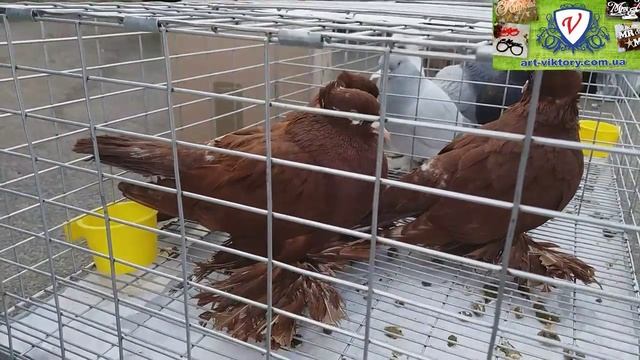 Exhibition of Pigeons. Выставка-ярмарка голубей в г.Овидиополе. часть 2. Кролики. Цесарки. Pigeon смотреть онлайн