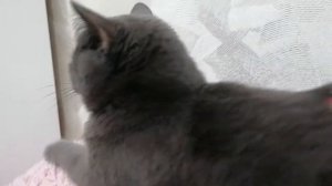 Окончательно пропал голос ?У нас пять кошек ❤️?