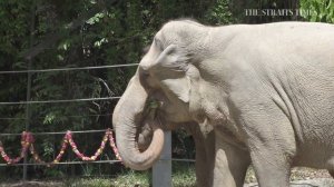 Zookeepers spill the tea! | Singapore Zoo at 50