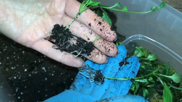 ?Петуния подросла?рассаживаю по местам петунию, армерию, и черенки вегетативных цветочков.? смотреть онлайн