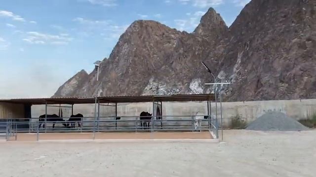 Hatta Water Dam | Hatta Kayak | Hatta, DUbai смотреть онлайн