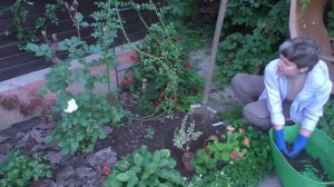 Сажаю БЕРЕСКЛЕТ ФОРЧУНА Не путайте его с винкой!!!