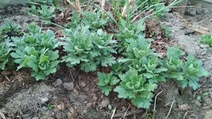 Примула крупноцветковая цветёт в теплице.