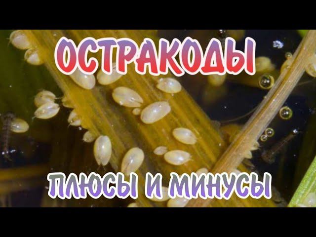 ОСТРАКОДЫ. ПЛЮСЫ И МИНУСЫ. КАК ИЗБАВИТЬСЯ !?
