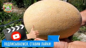 Секреты выращивания крупных медовых дынь в теплице и в огороде