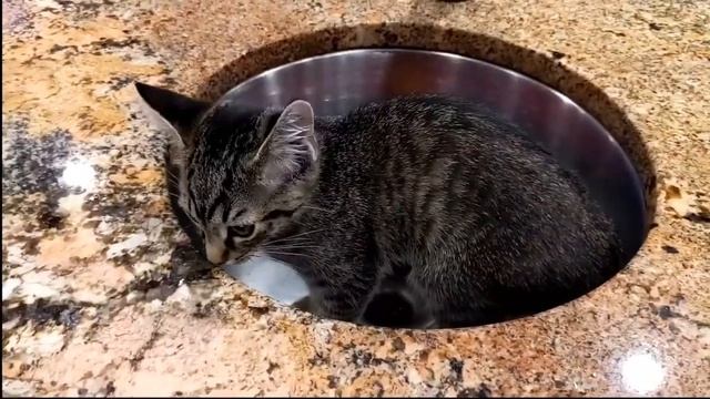 Calming Music for Cats ♬ Relaxing Cat Music Mix ♬ Calm Lofi Music смотреть онлайн