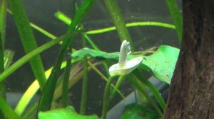 Flowering Anubias Plant