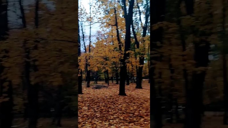 Красивый осенний парк | Beautiful autumn park #shorts