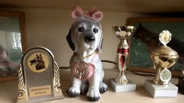 День открытых дверей в кинологической школе ЮЗАО смотреть онлайн