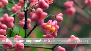 бересклет европейский