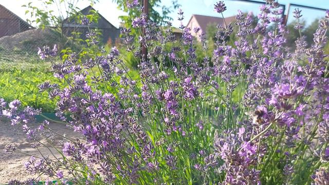 Лаванда в июле смотреть онлайн