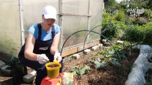 Конская сила для кабачков. Лучшее удобрение для растений летом  - конский навоз