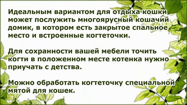 Содержание Ориентальной кошки, Породы кошек