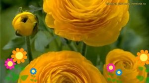 Лютик азиатский Йеллоу. Краткий обзор, описание характеристик ranunculus asiaticus Yellow