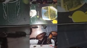 109 племенных мадагаскарских тараканов. Особи, которые будут дальше участвовать в разведении.