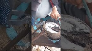 Стрижка ногтей лошадям