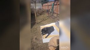 Я на солнышке лежу?