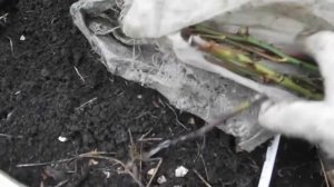 Способ сохранения черенков роз