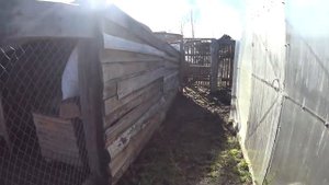 Падеж куриц / Какая причина?