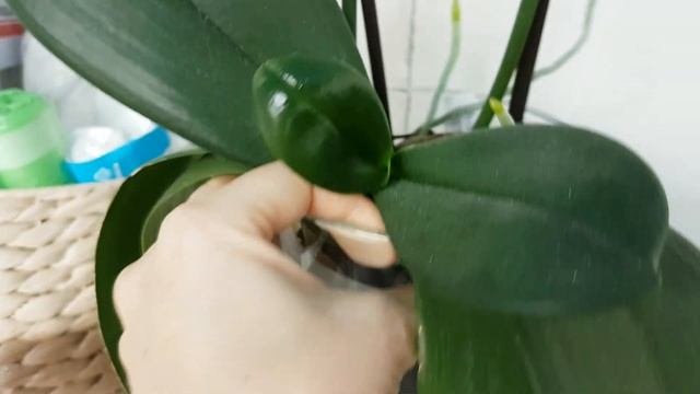 ОРХИДЕИ растят ЦВЕТОНОСЫ, несмотря НИ НА ЧТО! Фаленопсисам нужно МНОГО СВЕТА?