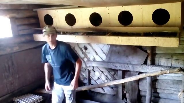 Сколько яиц в неделю несут 20 кур, куры как бизнес в деревне)( содержание кур.