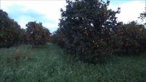 Турция: Апельсиновые сады, порт Финике, едем домой в Аланью