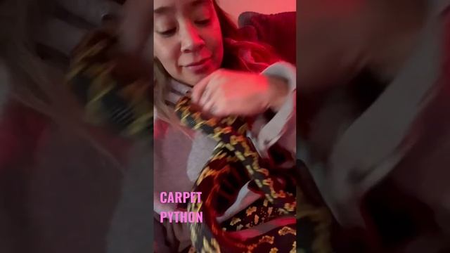 Would you snuggle with this carpet python? His name is Zombie ? #carpetpython #python #snake