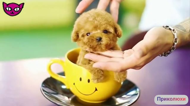 #приколы #шпиц Маленькие щеночки/Маленькие собачки/Милое видео/Забавные животные