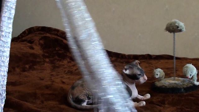 Ukrainion Levkoy 3 months fold for sale смотреть онлайн